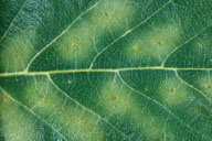 Eggs of birch leafminer (points), surrounded by yellow halos of tissue