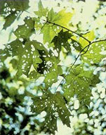 Appearance of saddle prominent feeding on maple