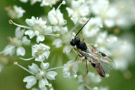 A parasitoid of European gypsy moth larvae