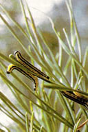 Larvae of Virginia pine sawfly