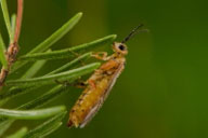 Adult of yellowheaded spruce sawfly