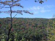 View of red oaks killed in the Arkansas Ozarks during outbreak, September 2000