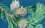 Living galls of eastern spruce gall adelgid cut in cross section and showing chambers where insects feed