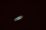 Adult of eastern spruce gall adelgid