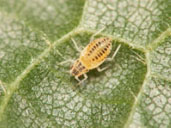 Nymph of linden aphid