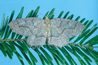 Adult of eastern hemlock looper