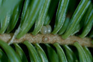 Eggs of eastern hemlock looper