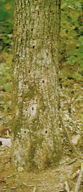 Signs of of white oak borer activity:  emergence holes in tree trunk