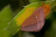 Eggs of orangestriped oakworm