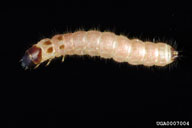 Close up of T. dubius larva