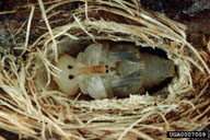 Pupa of eastern pine weevil in cocoon