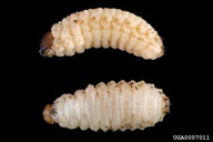 Larvae enlarged