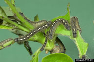 Larvae of forest tent caterpillar feeding