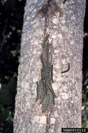 Larvae of forest tent caterpillar resting together on trunk