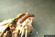 Larva of European pine shoot moth feeding in shoot