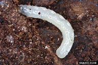 Larva of the long-legged fly, a specialized predator of bark beetle larvae