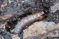 An important predator in Europe of the engraver beetle, larva of the red-bellied clerid beetle