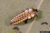A close view of a single larva