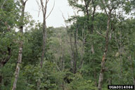 View of trees killed by red oak borer