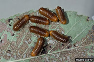Young larvae of larger elm leaf beetle feed in groups