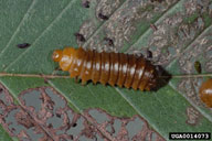 close up of one larva 