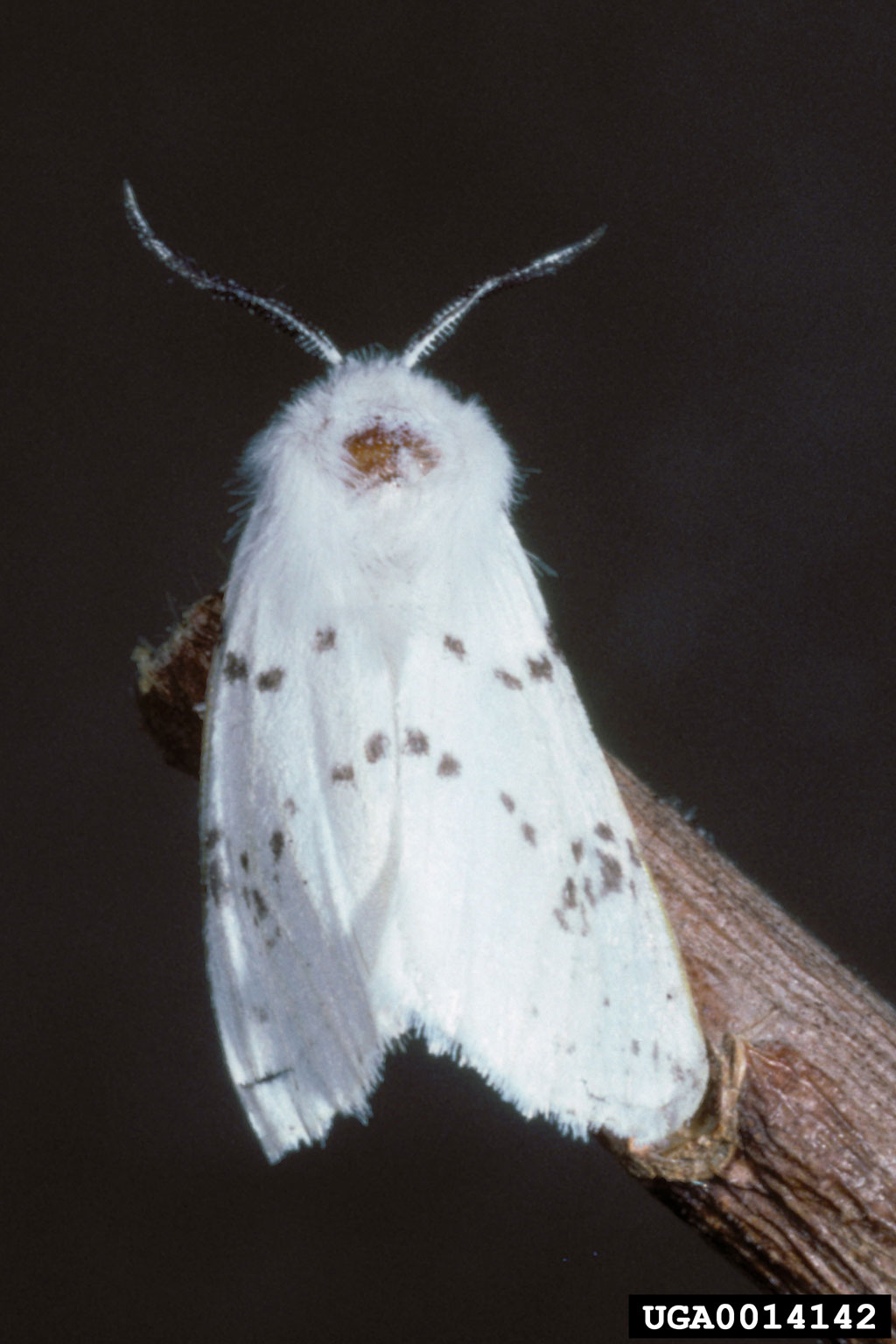 Forest Pest Insects in North America: a Photographic Guide