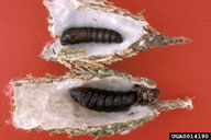 Bagworm prepupa (bottom) and pupa (top) in bags cut open for viewing