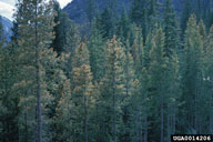 Stand of lodgepole pine damaged by lodgepole needleminer