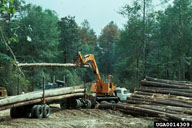 Tree felling is a control method used to prevent expansion of spot infestations