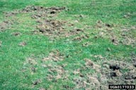Turf, infested by Japanese beetle larvae and then dug up by skunks or other mammals to eat grubs