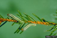 Larvae of the European spruce sawfly
