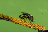 Adult of the European spruce sawfly