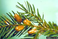 Cocoons of a non-diapausing generation of the European spruce sawfly