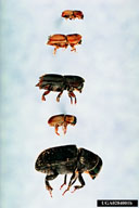 Black turpentine beetle (bottom) is the largest or the five species of southern pine bark beetles