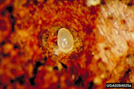 Egg of southern pine beetle