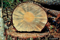 View of blue stain fungus in cross section slice of trunk