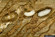 Callow adult (left), larva (middle), and pupa (right) of southern pine engraver