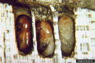 Callow adult (left) and pupae of the Columbian timber beetle