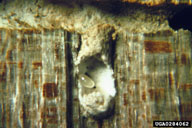 Egg of Columbian timber beetle in chamber prepared by adult