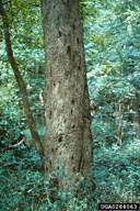 Emergence holes and sap-soaked patches on trunk are signs of Columbian timber beetles
