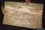 Milled maple timber shows the callus-filled galleries of Columbian timber beetle, and blue staining of associated ambrosia fungus