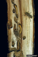 Larvae of poplar borer in galleries and pupa in pupal chamber, surrounded by  characteristic coarse fibrous frass