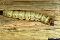 Larvae of carpenterworm