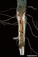 Larvae of cottonwood borer in root of eastern cottonwood