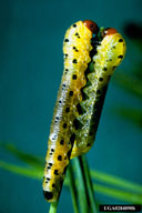 Close up of two larvae of red-headed pine sawfly
