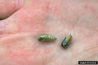 Pupae of whitemarked tussock moth (removed from cocoons)