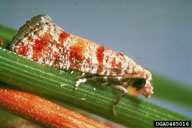 Adult of Nantucket pine tip moth
