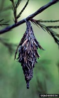 Bag of mature bagworm, fixed in place
