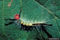 Larvae of whitemarked tussock moth: dorsal view