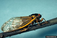 Adult of the periodical cicada